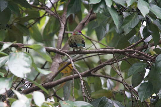 Image of Eastern Superb Fruit-dove