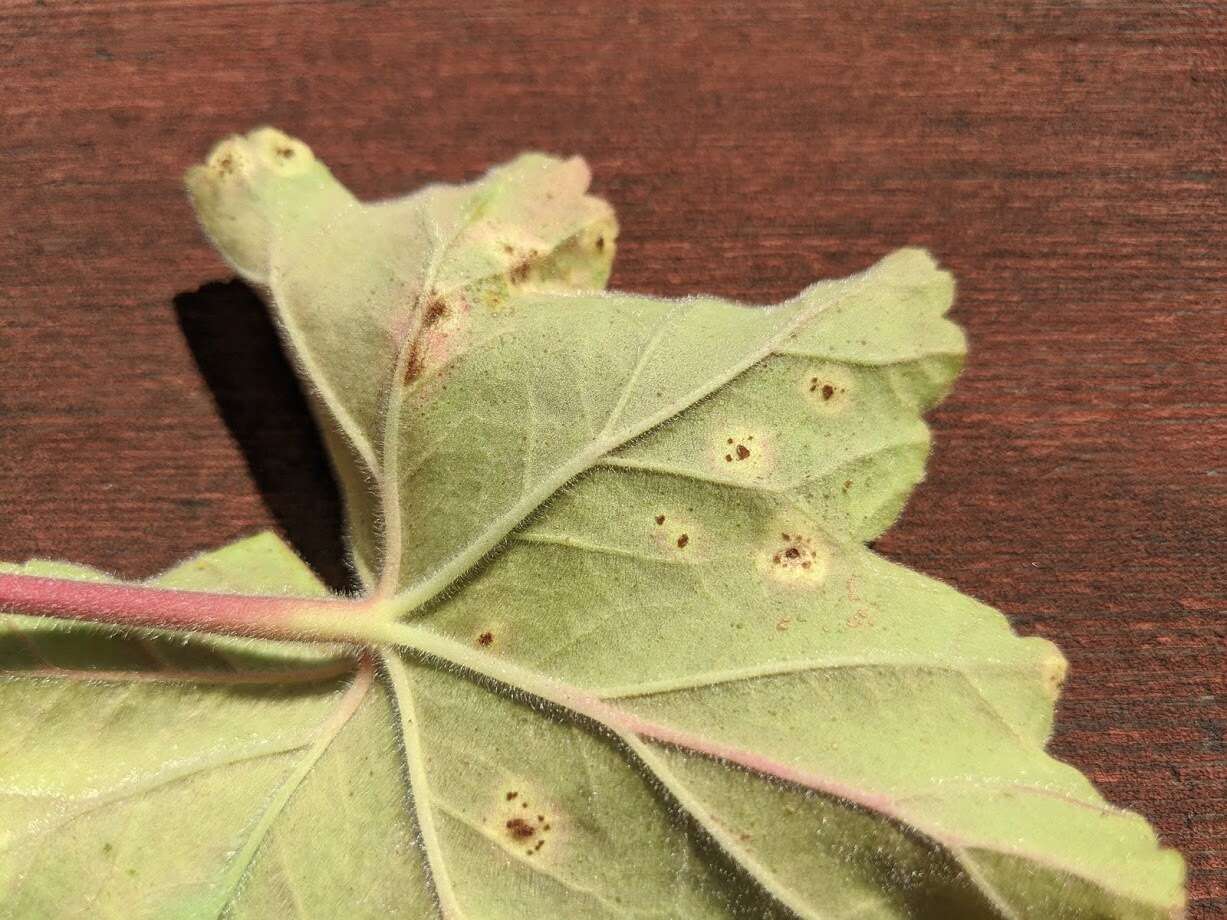 Image of Puccinia pelargonii-zonalis Doidge 1926