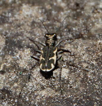 Image of New Zealand common tiger beetle