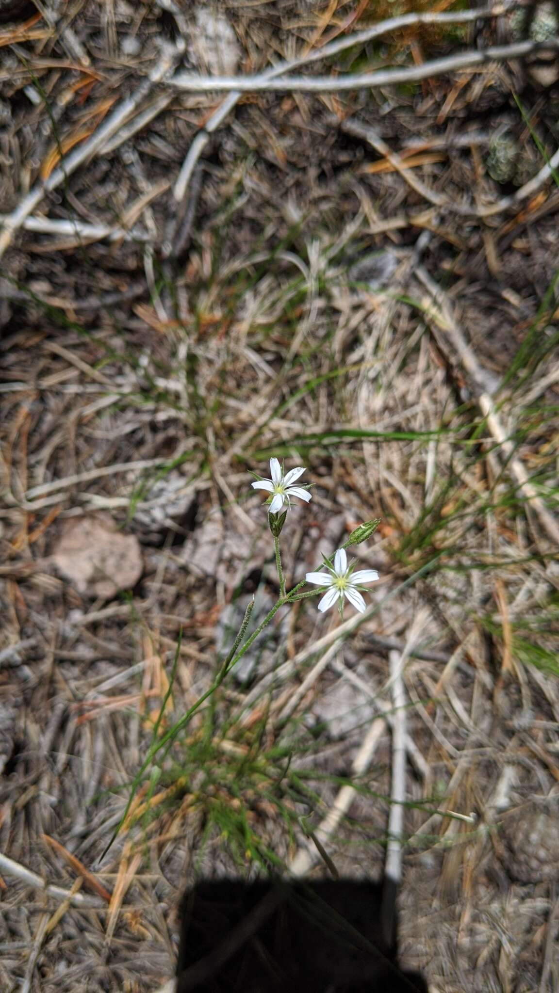 Image of Fendler's sandwort