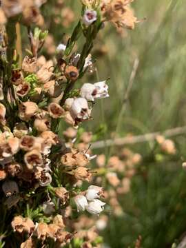 Imagem de Erica drakensbergensis Guthrie & Bolus