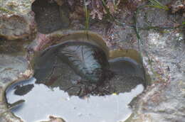 Image of conspicuous chiton