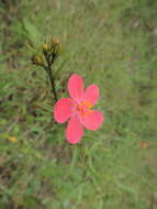 Image of Hibiscus debeerstii De Wild. & Th. Dur.