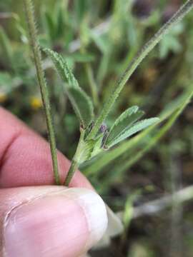 صورة Trifolium albopurpureum Torr. & A. Gray