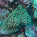 Image of pore coral