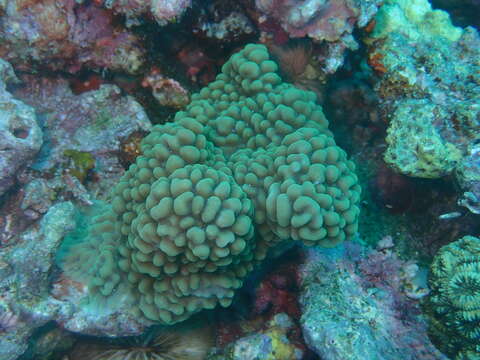 Image of pore coral