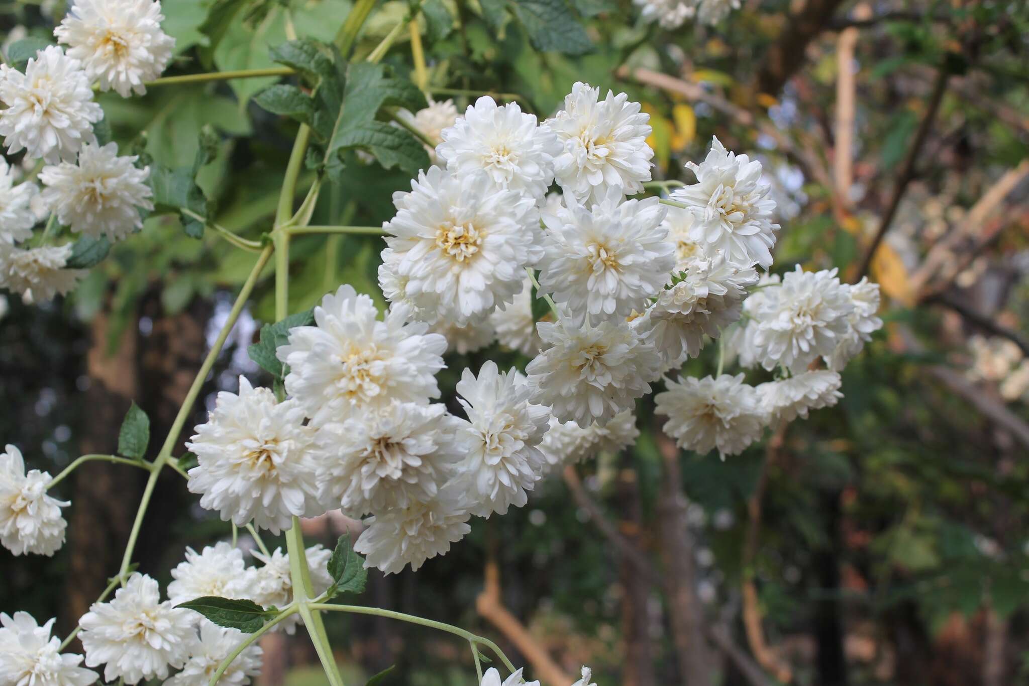 Image of Daisy tree