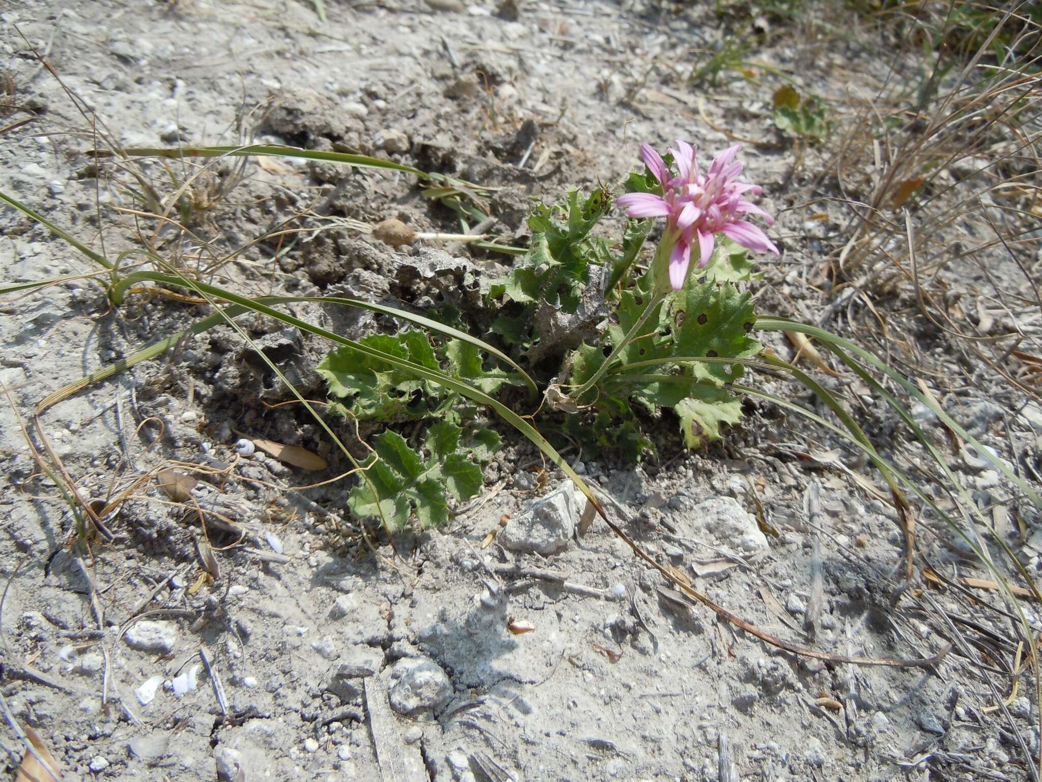 Sivun Acourtia runcinata (Lag. ex D. Don) B. L. Turner kuva