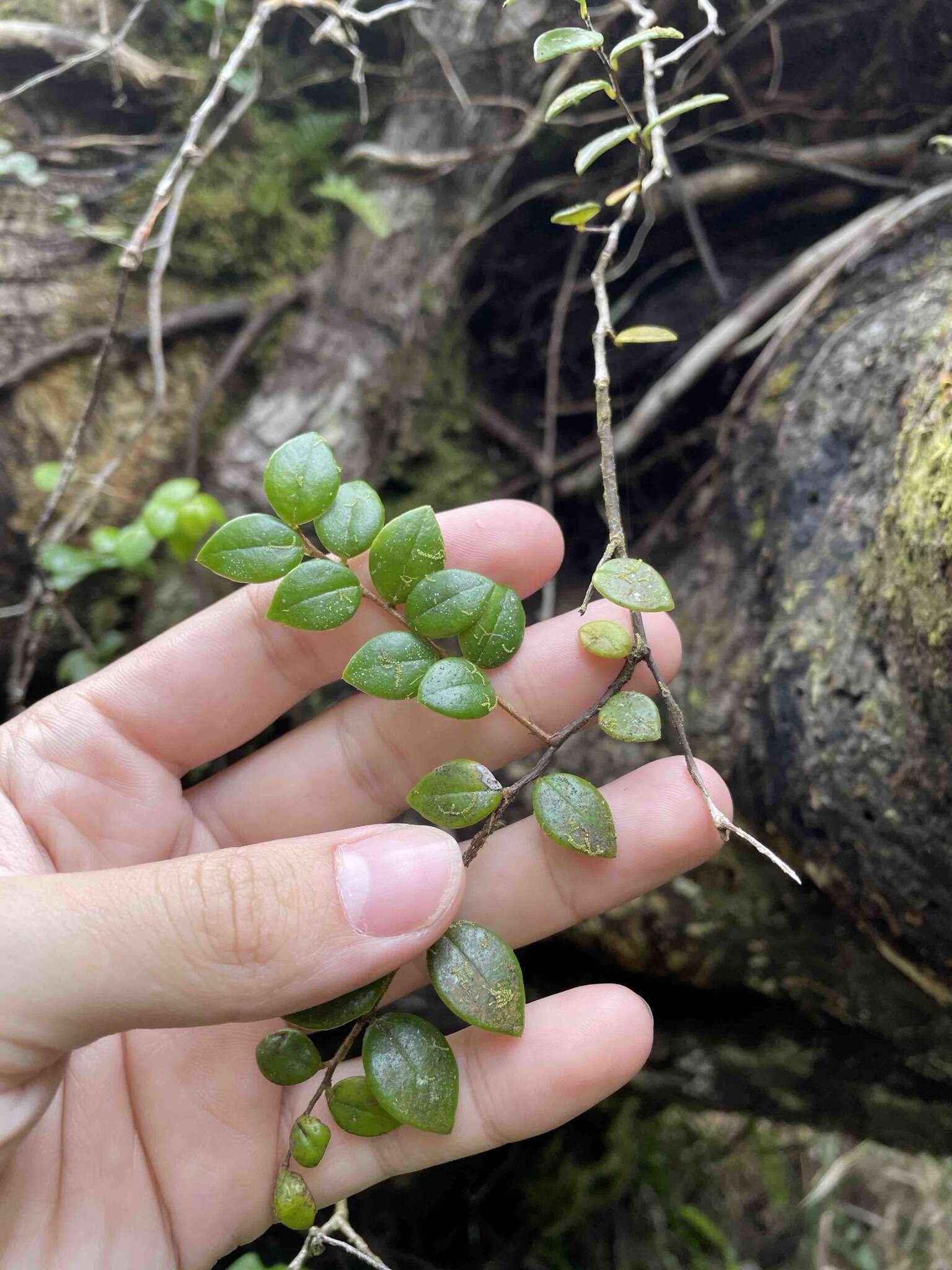 Image of Puerto Rico Brittleleaf