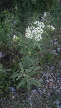 Image of Parthenium bipinnatifidum (Ortega) Rollins