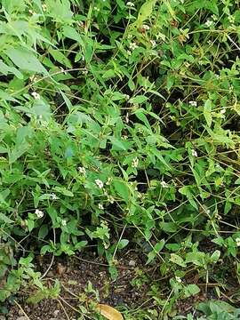 Image of Zinnia flavicoma (DC.) Olorode & A. M. Torres