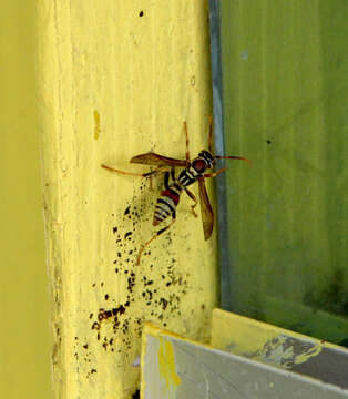 Image of Wasp