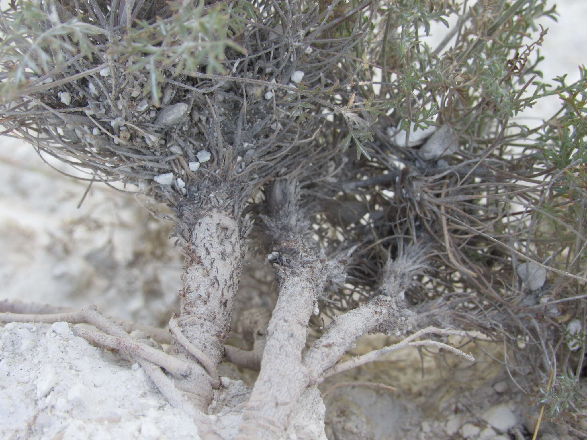 Image of Pimpinella tragium subsp. titanophila (Woronow) Tutin