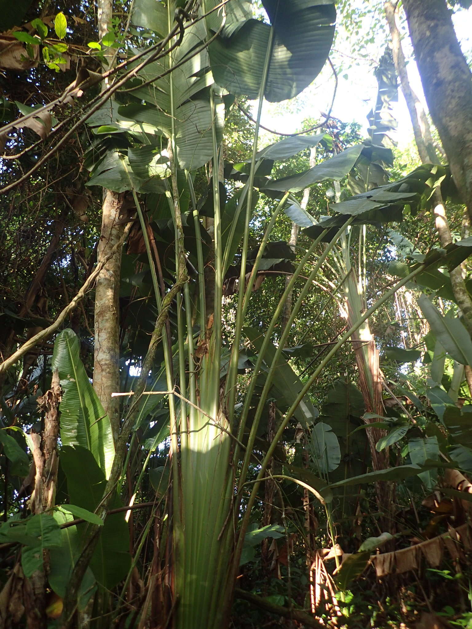 Image of Phenakospermum guyannense (A. Rich.) Endl. ex Miq.