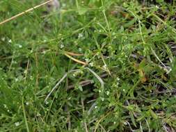 Image of threepetal bedstraw