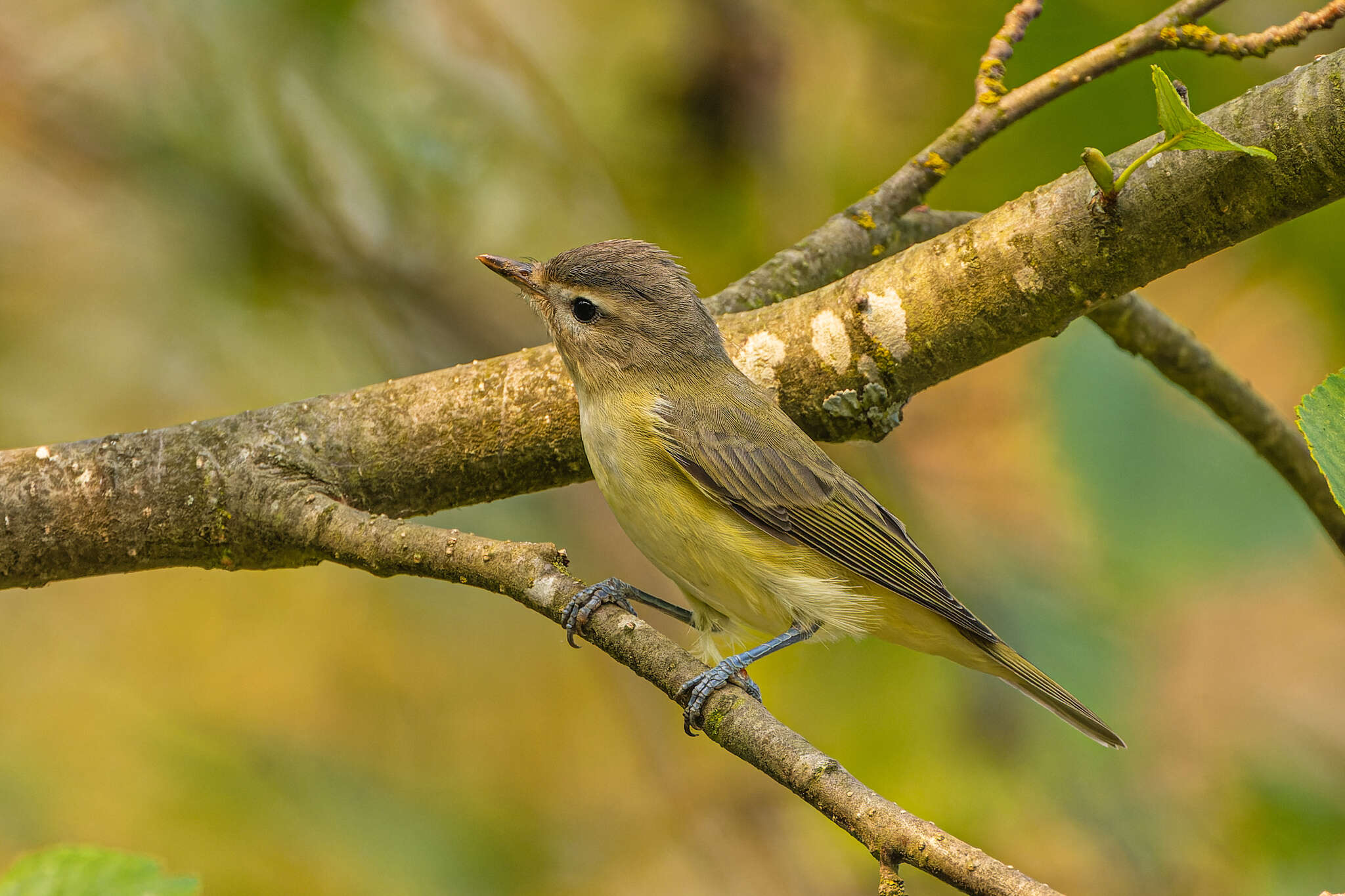 Image of Vireo gilvus swainsoni Baird & SF 1858