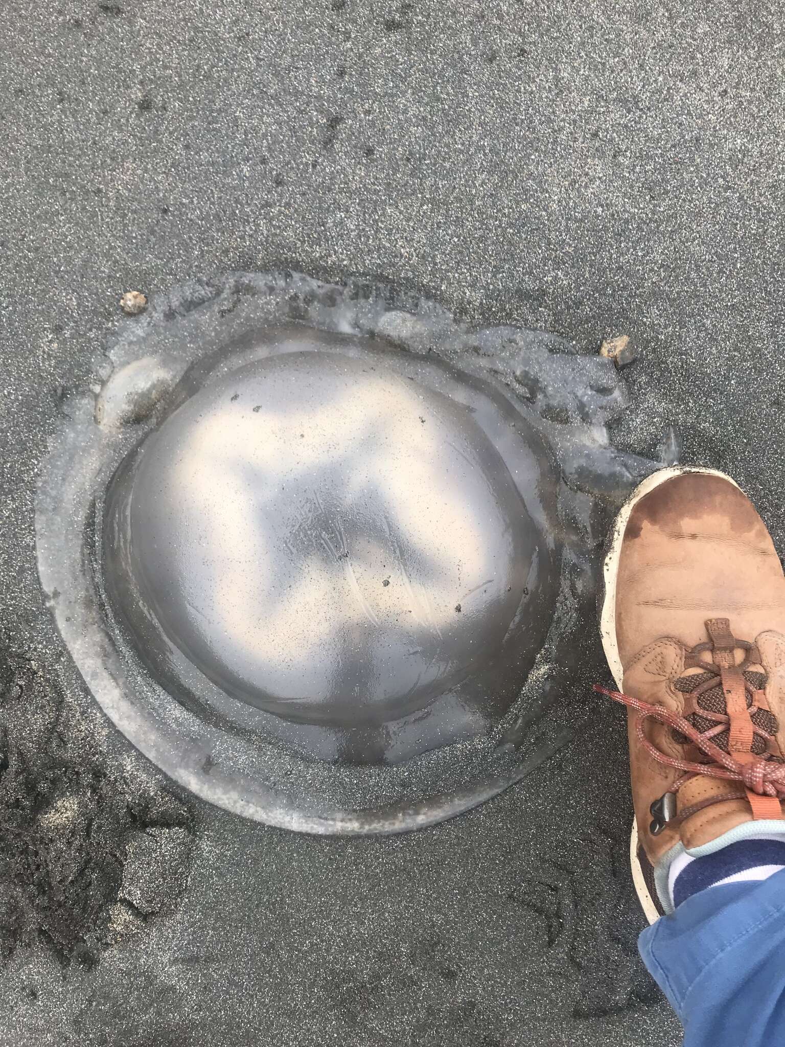 Image of barrel jellyfish