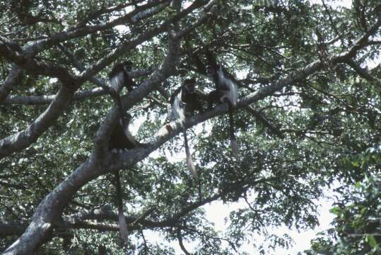 Image of Colobus guereza occidentalis (de Rochebrune 1887)