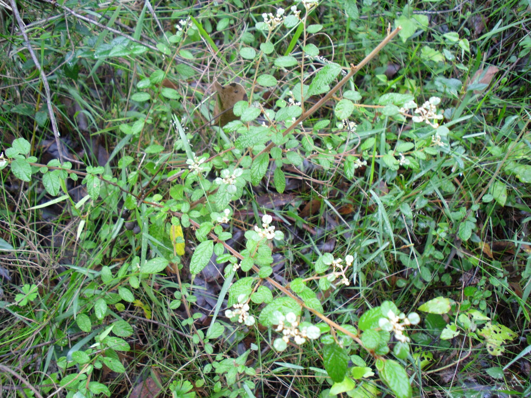 Image of Cryptandra parvifolia (Hook.) Hook. fil.