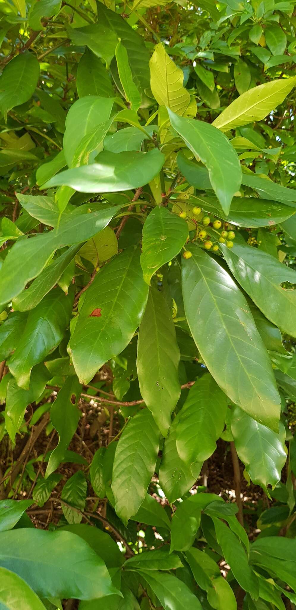 Image of Psychotria asiatica L.