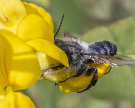 Image de Megachile gemula Cresson 1878