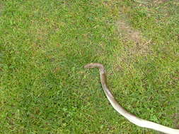 Image of Dahls Wipe Snake