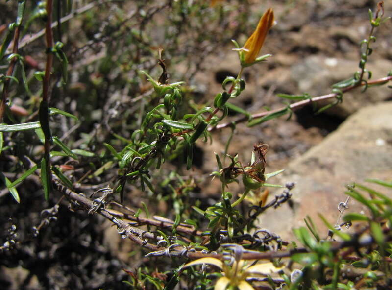 صورة Wahlenbergia nodosa (H. Buek) Lammers