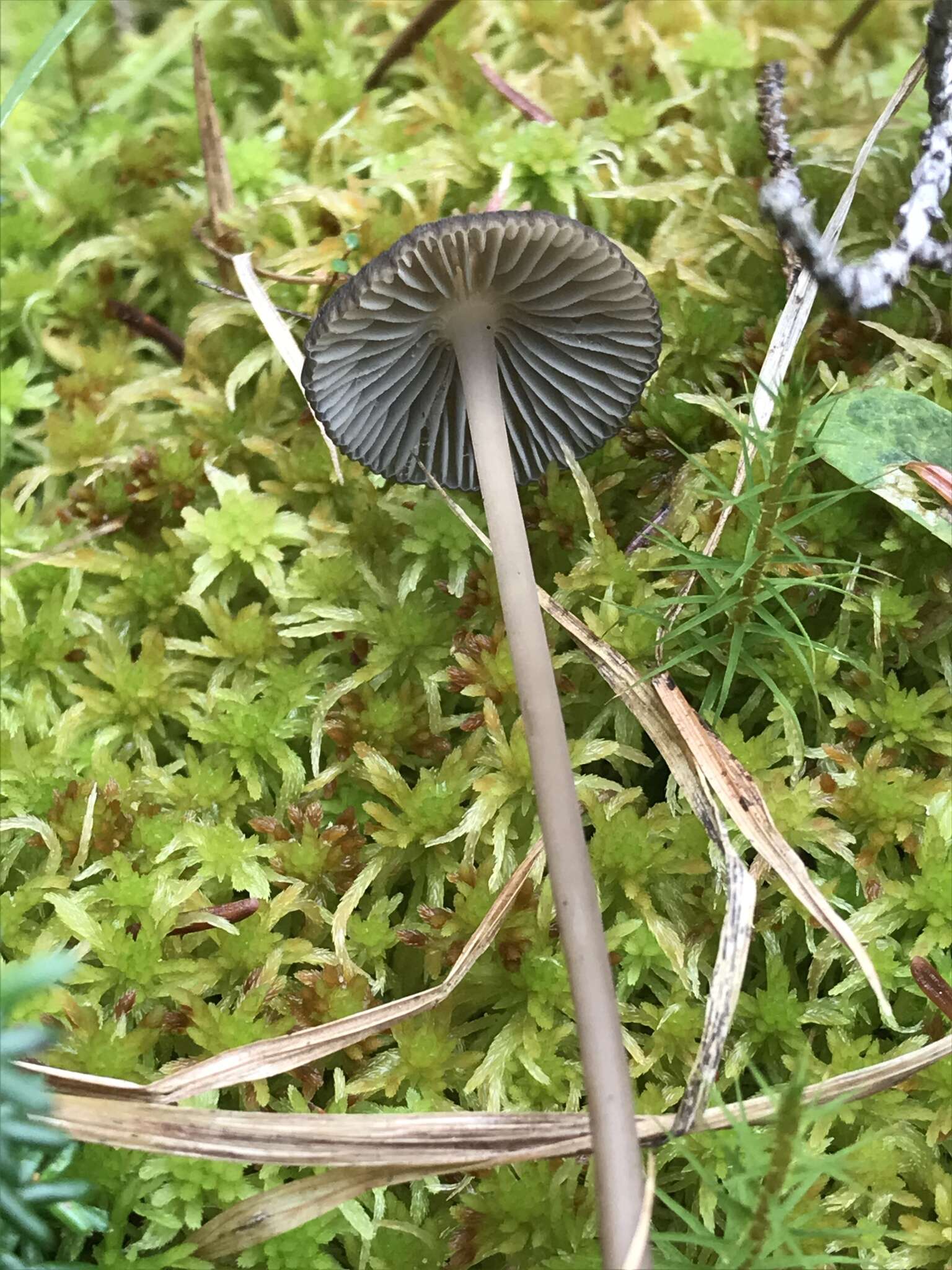 Image of Mycena megaspora Kauffman 1933