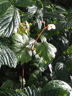 Image of Begonia areolata Miq.