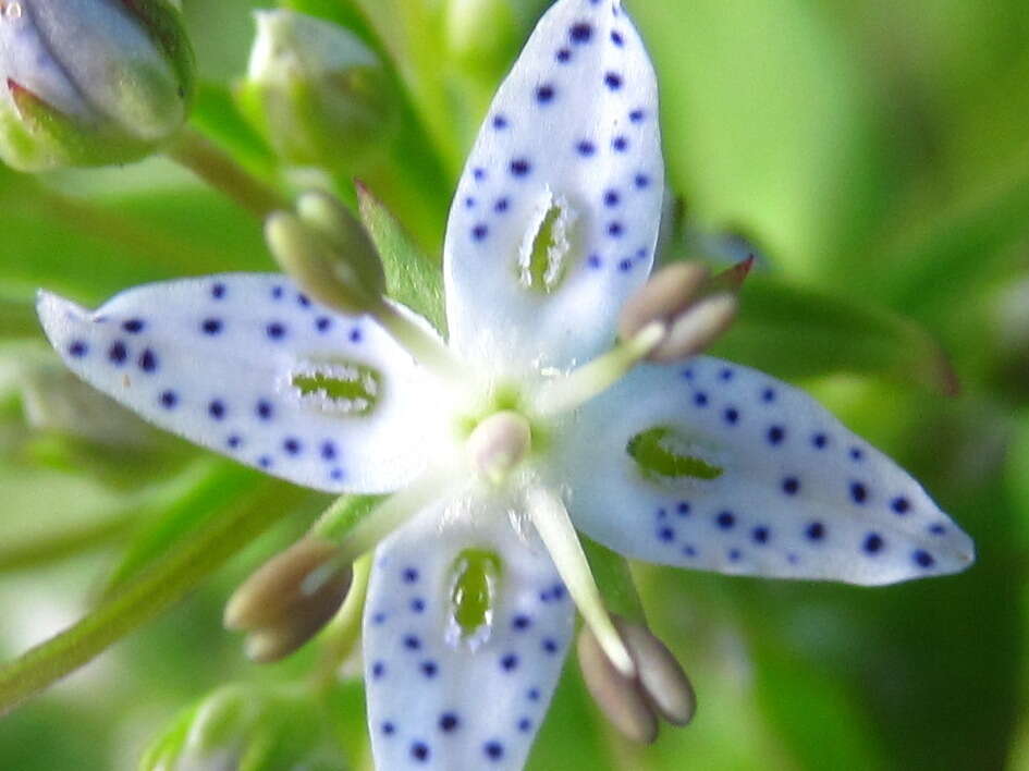 Image of Lesser tetrapetal swertia