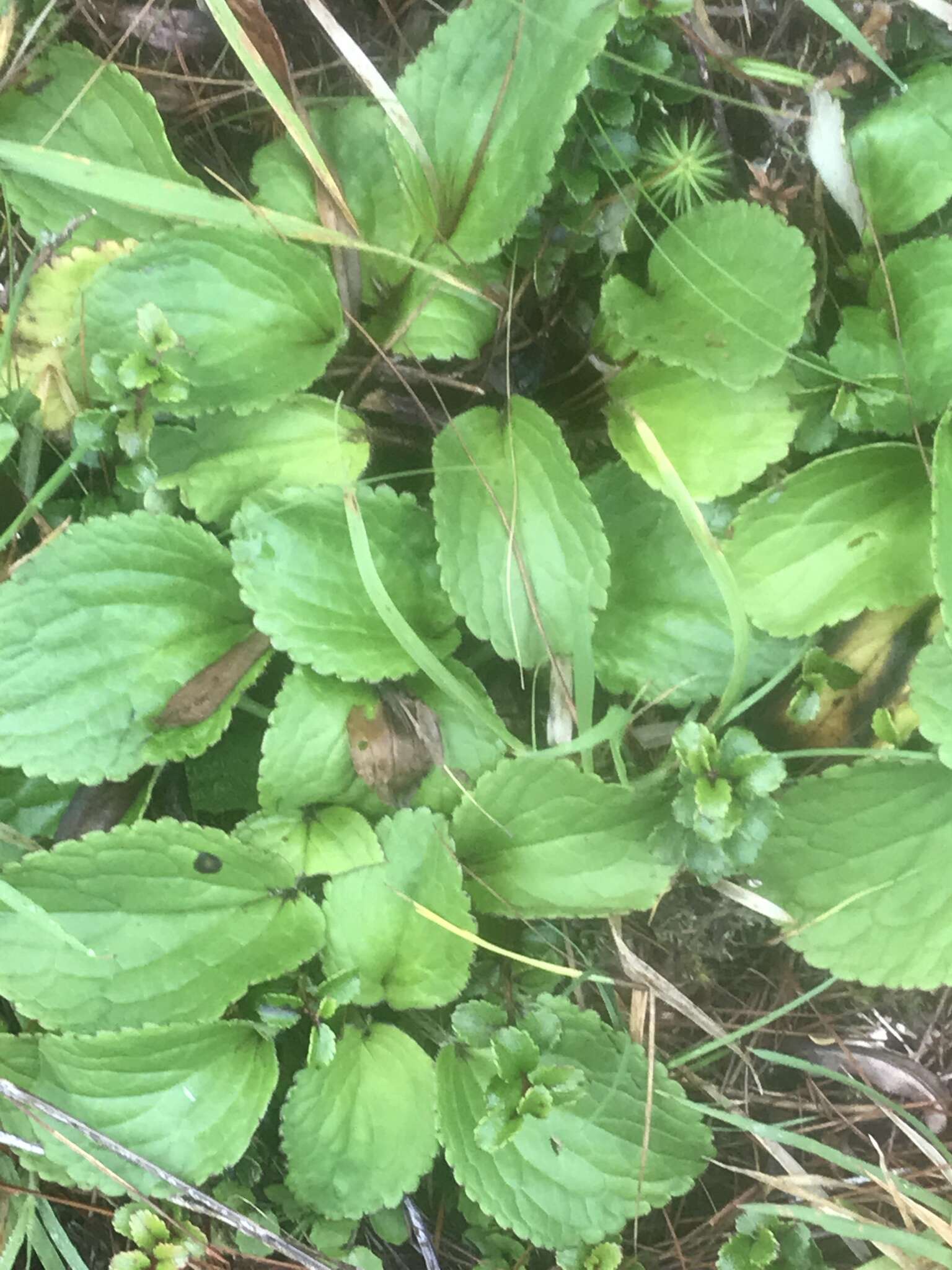 Imagem de Ourisia macrophylla subsp. macrophylla