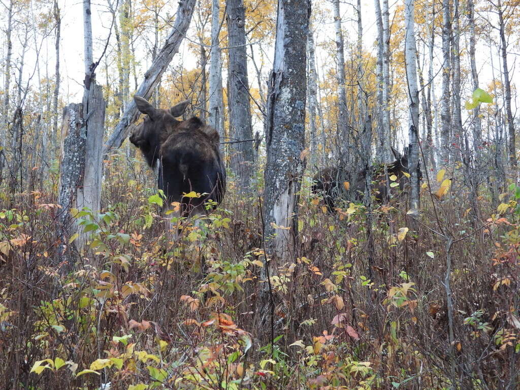 Image of Alaska moose
