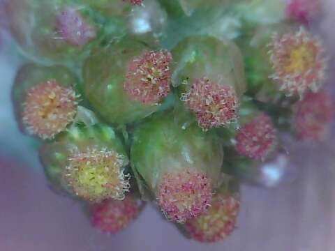 Image of Jersey cudweed