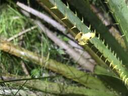 Imagem de Scinax squalirostris (Lutz 1925)