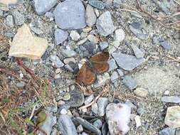 Image de Lycaena boldenarum White 1862