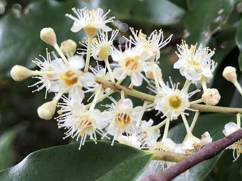 Plancia ëd Prunus spinulosa Sieb. & Zucc.