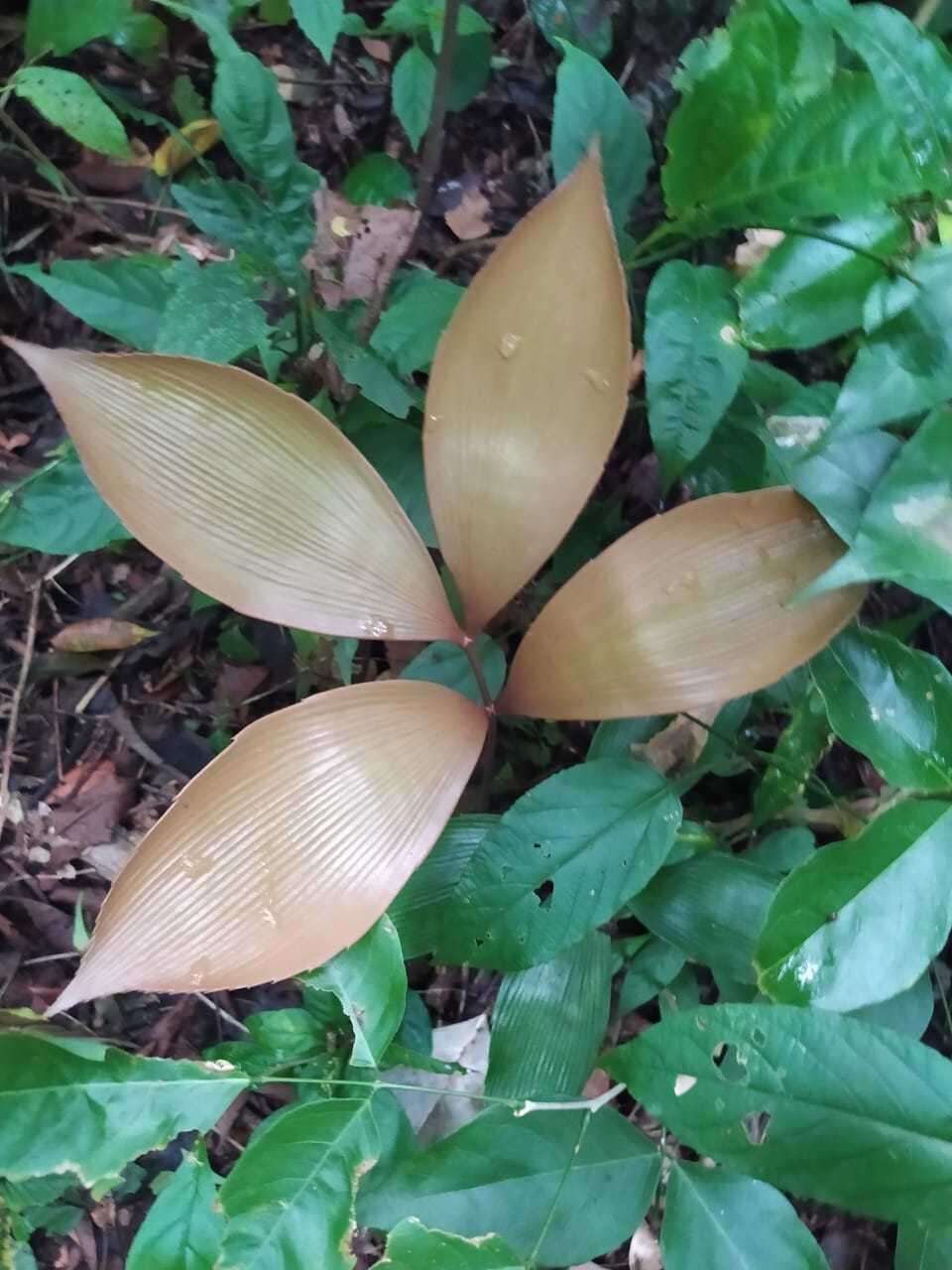 Image of Zamia purpurea Vovides, J. D. Rees & Vázq. Torres