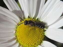 Halictus maculatus Smith 1848的圖片