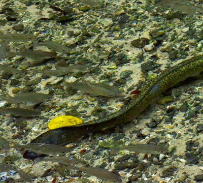 Image of Silver Flagtail