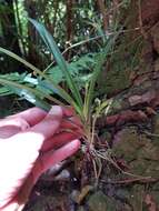 Plancia ëd Chlorophytum comosum (Thunb.) Jacques