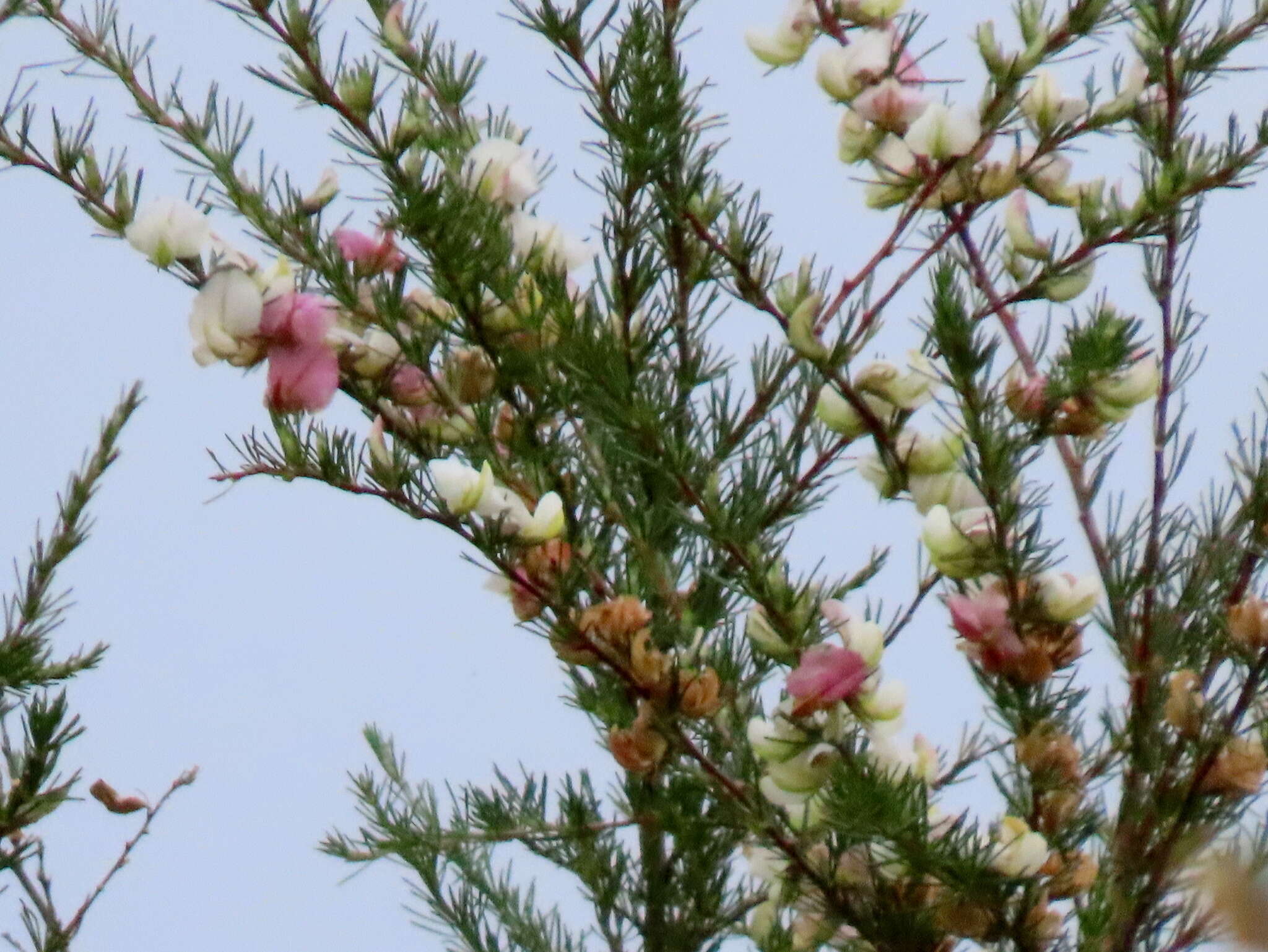 صورة Aspalathus uniflora subsp. willdenowiana (Benth.) R. Dahlgren