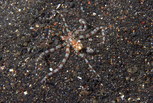 Image of Wunderpus Hochberg, Norman & Finn 2006