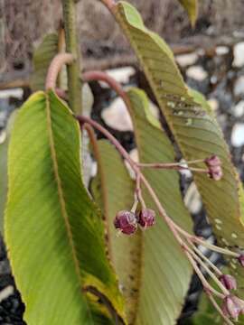 Image de Saurauia napaulensis DC.