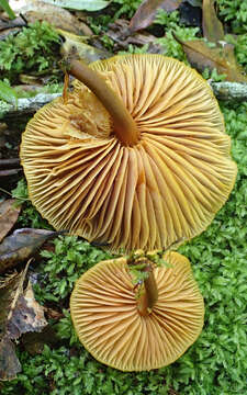 Image of Heimiomyces velutipes (G. Stev.) J. A. Cooper 2014