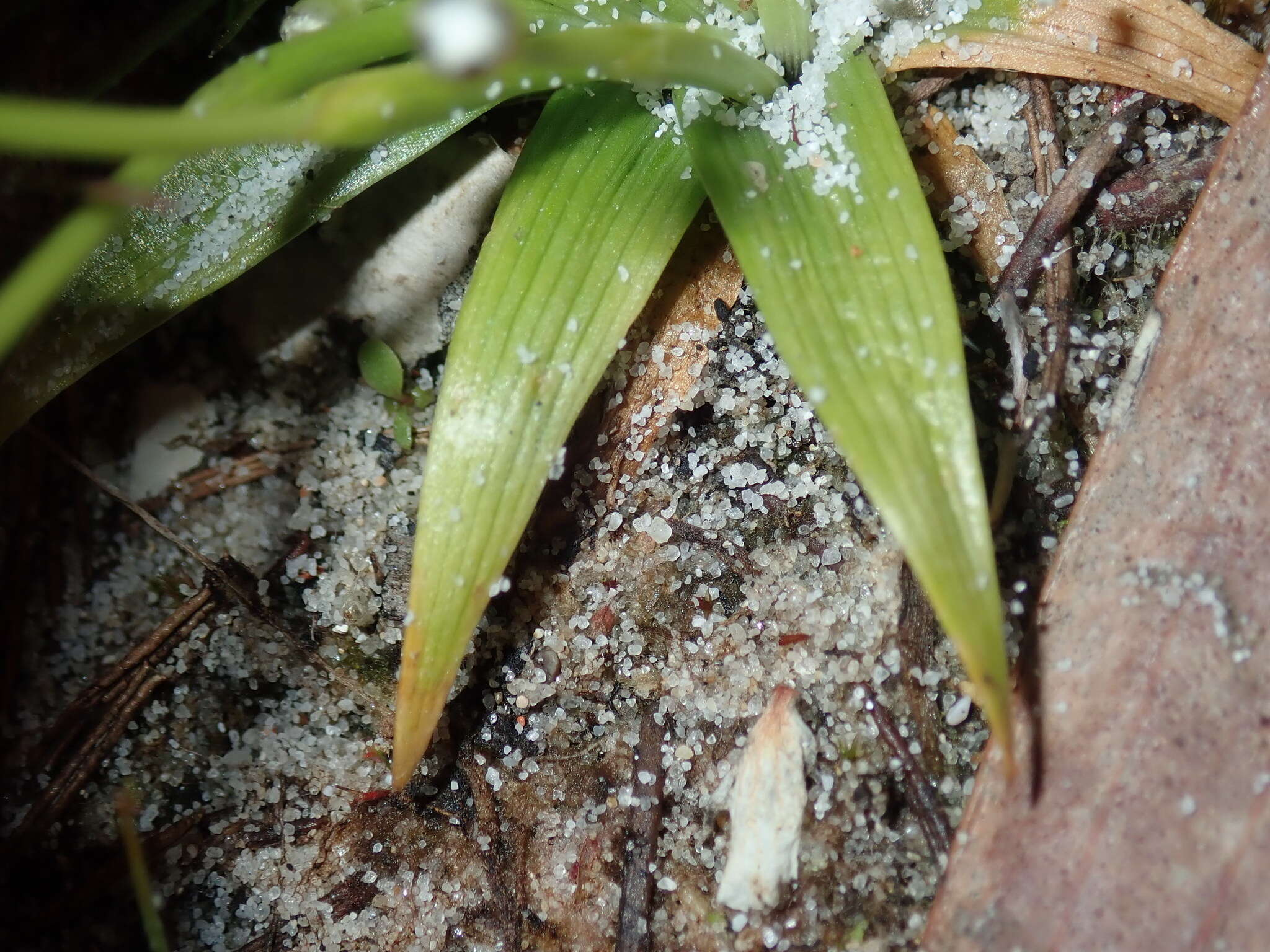 Image of rough pipewort