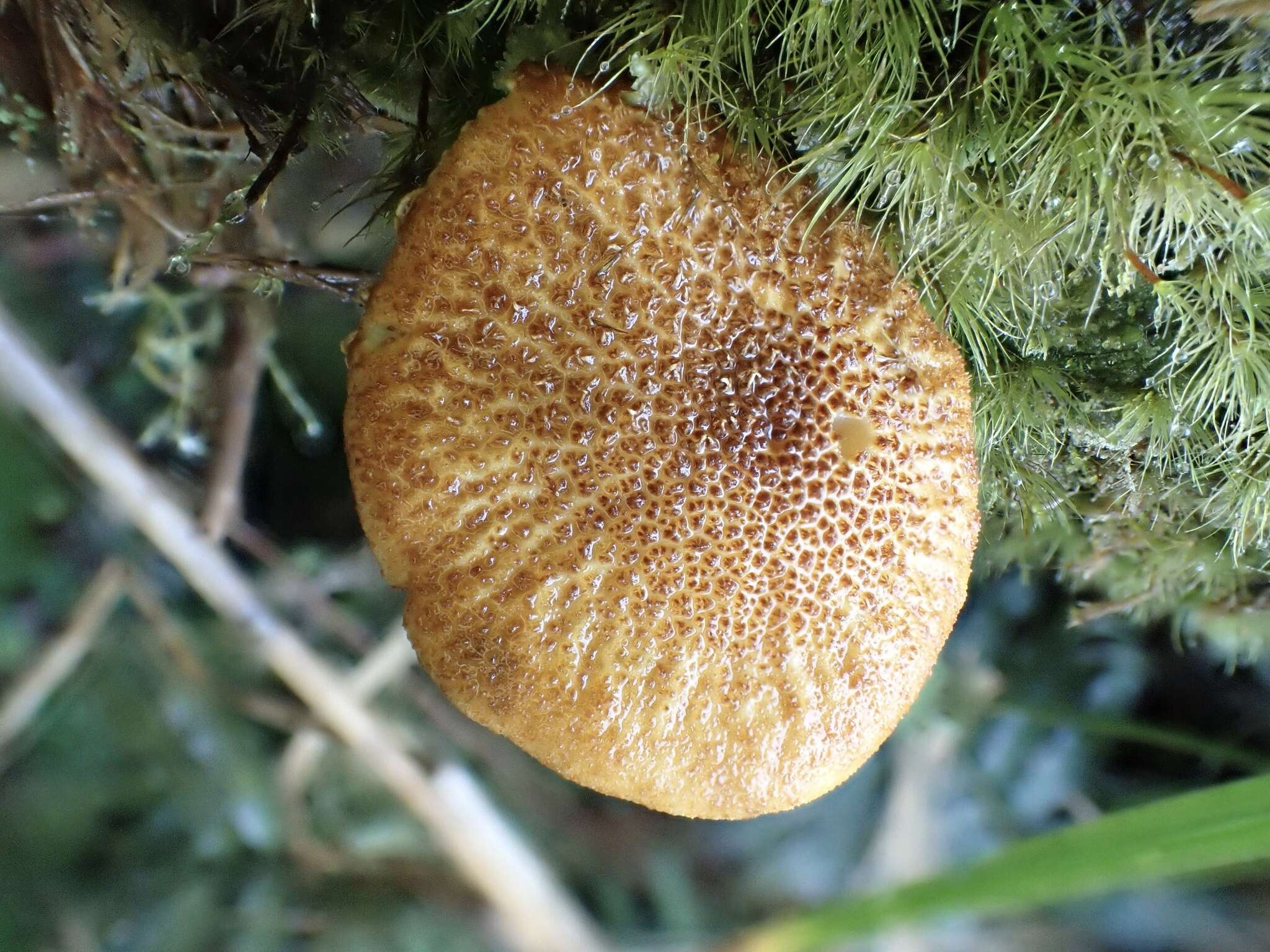 Image of Tricholomopsis flammula Métrod ex Holec 2009