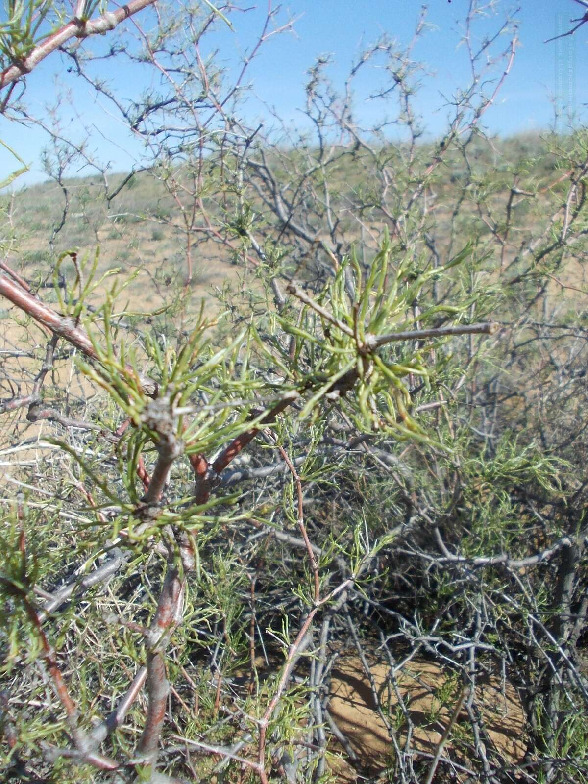 Слика од Calligonum aphyllum (Pall.) Guerke