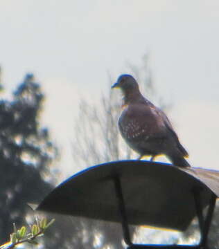 Image de Columba guinea phaeonota Gray & GR 1856