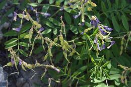 Image of Boreal Sweetvetch