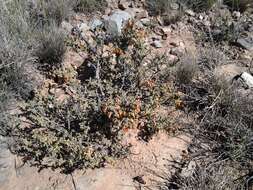 Image of Hermannia desertorum Eckl. & Zeyh.